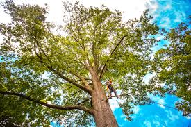 Best Hazardous Tree Removal  in Wallace, NC