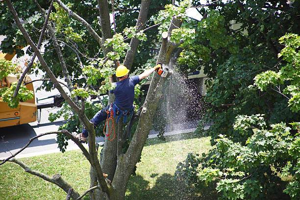 Reliable Wallace, NC Tree Care Solutions